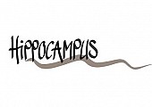  Hippocampus